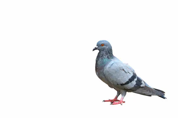 Photo of Pigeon