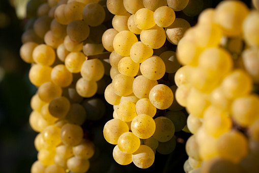 closeup of backlit bunches of ripe Sauvignon Blanc grapes on vine in vineyard with copy space