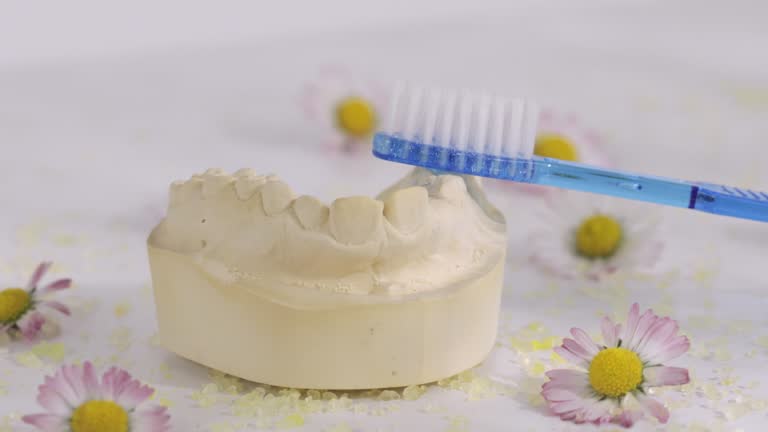 Dental cast and blue tooth brush on it