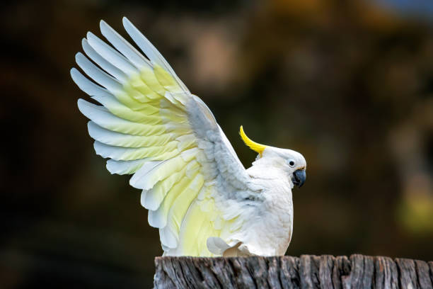 istock Sulphur Crested Cockatoo (Cacatua galerita) 1422707319