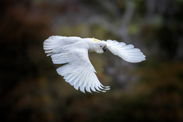 Sulphur Crested Cockatoo with wings outstretched