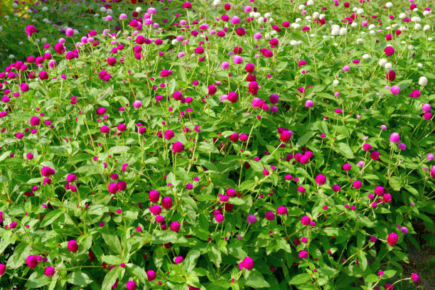 istock Gomphrena globosa / Globe amaranth Flowers 1422707513