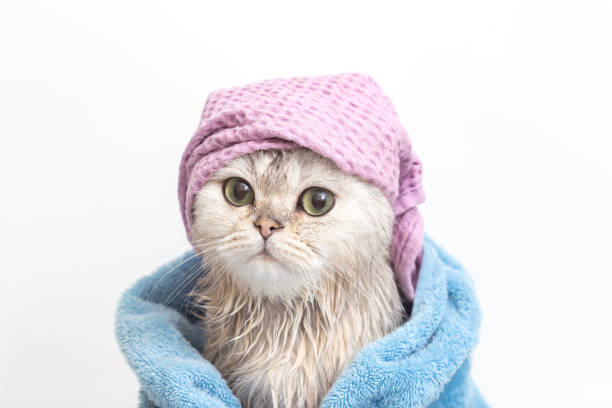 Funny cat, after bathing, wrapped in a blue towel in a violet cap on his head