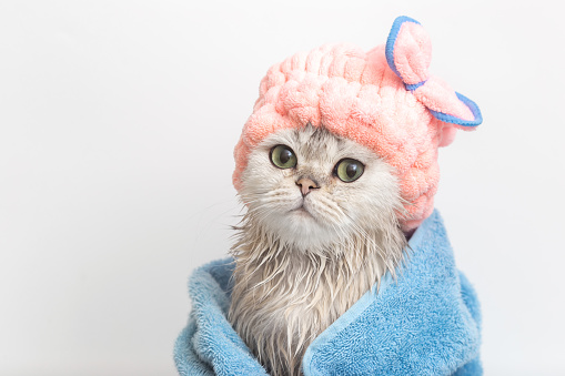 Cute wet white cute cat, after bathing, wrapped in a blue towel in a pink terry cap on his head, on a white background. Close up