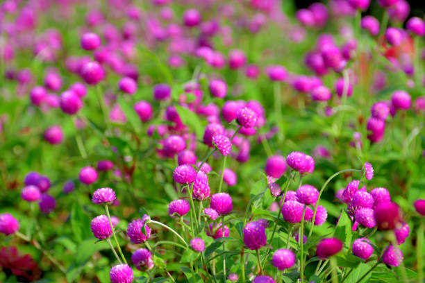 istock Gomphrena globosa / Globe amaranth Flowers 1422707581