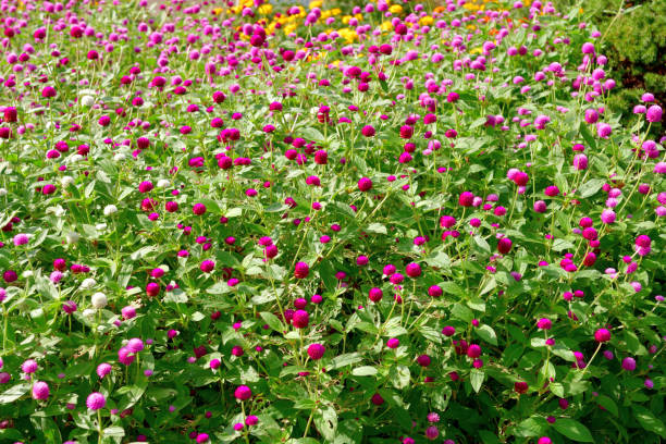 istock Gomphrena globosa / Globe amaranth Flowers 1422707754