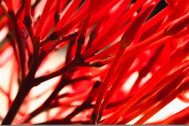 Photo of Macro abstract real beauty nature cute background. Small bright red buds petals bloom of Santan Ixora Jungle Geranium flower garden plant, sharp needles. Floral botanic design decor. More tone stock