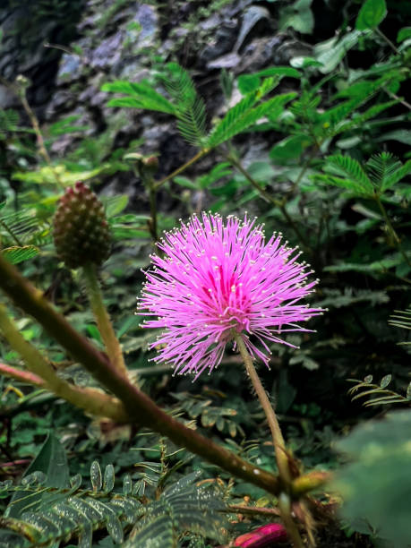 istock Flower of a mimosa plant 1422708761