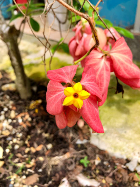 pink mussaenda The pink mussaenda growing in the yard has yellow star-shaped flowers mussaenda parviflora photos stock pictures, royalty-free photos & images