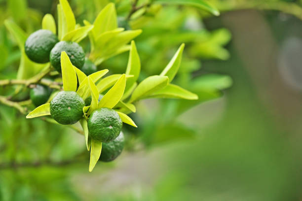 Citrus depressa\nSeeksa fruit
