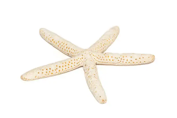 Photo of Image of white finger starfish isolated on white background. Sea stars. Undersea Animals. Sea Shells.