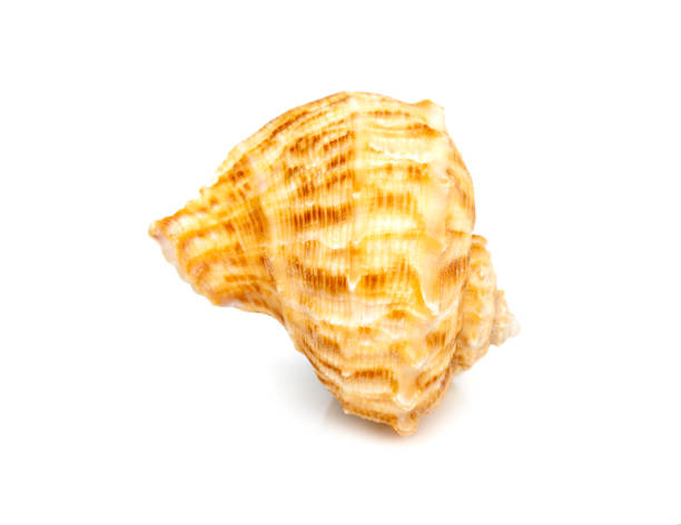 istock Image of seashell rapana rapiformis on a white background. Undersea Animals. Sea shells. 1422722206