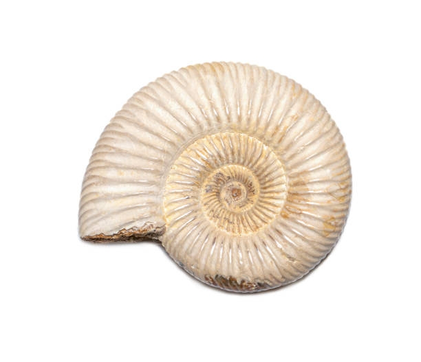 istock Image of ammonite on a white background. Fossil. Sea shells. 1422722218
