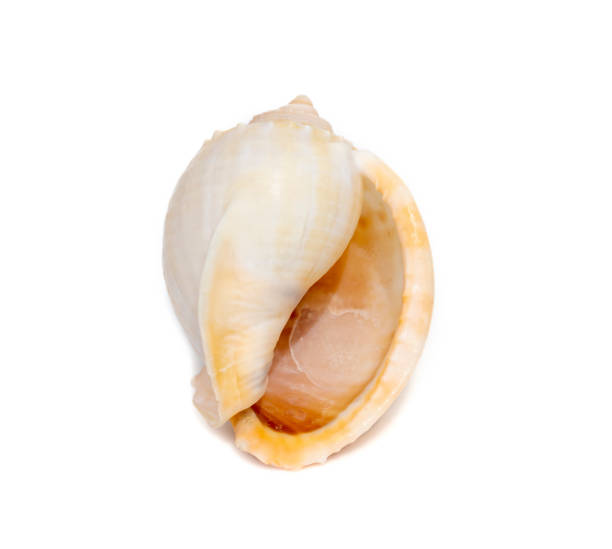 Image of phalium glaucum shell, common name the grey bonnet or glaucus bonnet, is a species of large sea snail, a marine gastropod mollusk in the family Cassidae, the helmet snails and bonnet snails isolated on white background. Undersea Animals. Sea Shells. imagen de la concha de phalium glaucum, nombre común del bonete gris o glaucus bonnet, es una especie de molusco gasterópodo marino de la familia cassidae, los caracoles casco y los caracoles bonnet. animales submarinos. conchas marinas.