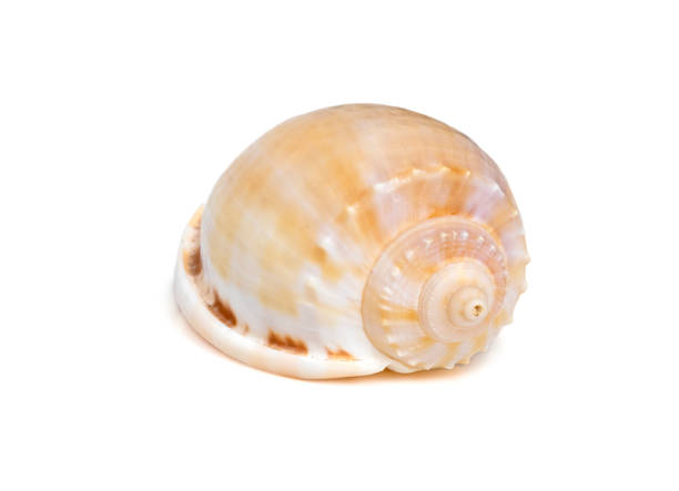 Image of phalium glaucum shell, common name the grey bonnet or glaucus bonnet, is a species of large sea snail, a marine gastropod mollusk in the family Cassidae, the helmet snails and bonnet snails isolated on white background. Undersea Animals. Sea Shells. imagen de la concha de phalium glaucum, nombre común del bonete gris o glaucus bonnet, es una especie de molusco gasterópodo marino de la familia cassidae, los caracoles casco y los caracoles bonnet. animales submarinos. conchas marinas.