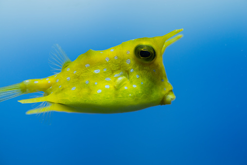 Swimming boxfish
