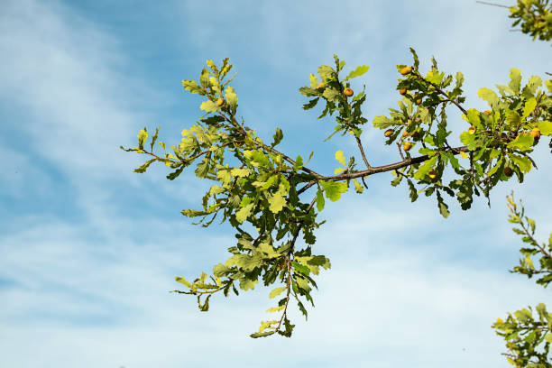 istock Ripe acorns on oak tree branch against blue sky, copy space. 1422724001