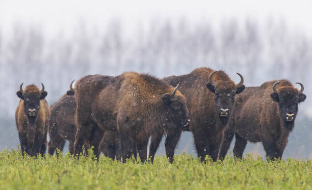 istock European Bison herd resting in snowy field 1422724026