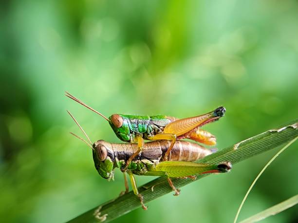 istock Two grasshoppers are mating and perched on a small tree trunk 1422724598