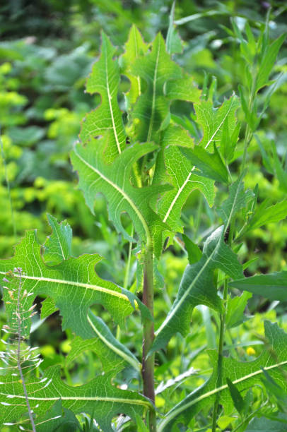 istock It grows in nature Lactuca serriola 1422724745