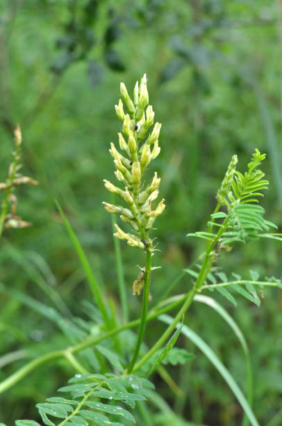 istock In nature, astragalus cicer grows among herbs 1422724856