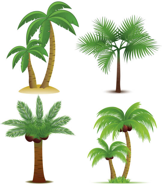 ilustrações, clipart, desenhos animados e ícones de palmeiras collection - cocunut palm tree