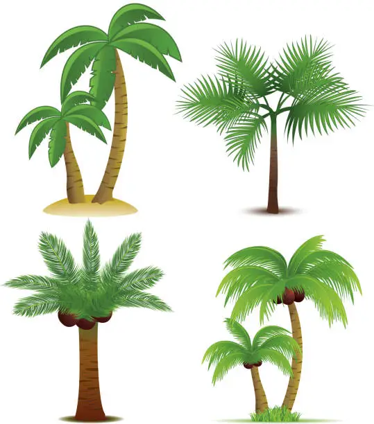 Vector illustration of Palm trees collection