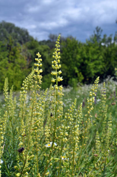 Reseda lutea as a weed growing in the field Reseda lutea grows like a weed in the field reseda lutea stock pictures, royalty-free photos & images