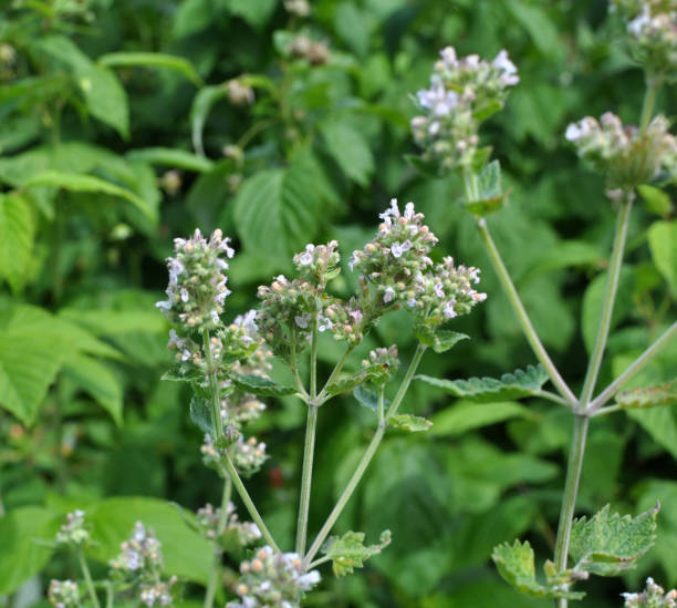 istock Lemon balm flowers are blooming  (Melissa officinalis) 1422726538