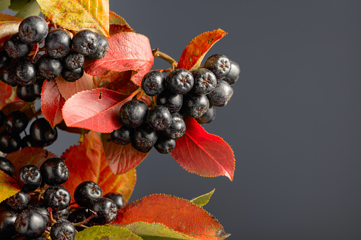 Black chokeberry with leaves on a grey background. Copy space.