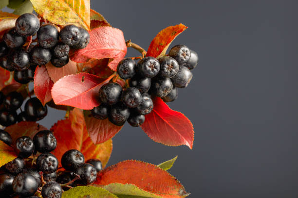 Black chokeberry with leaves on a grey background. stock photo