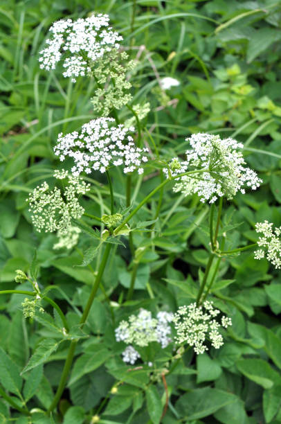 istock Aegopodium podagraria grows as a weed in nature 1422728680