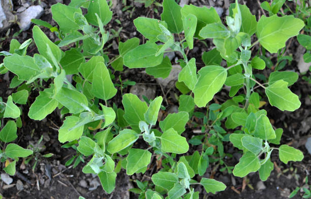 istock In nature, the grows quinoa (Chenopodium) 1422728942