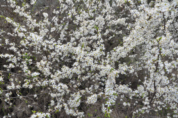 istock In spring, the blackthorn blooms in nature 1422729170