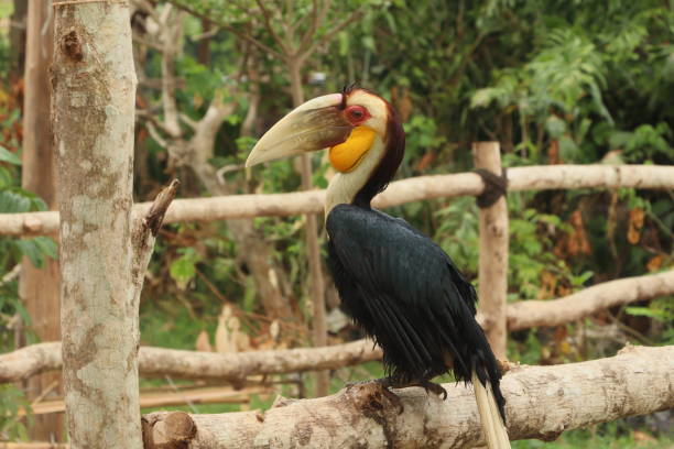 istock perched on an old piece of wood 1422730637