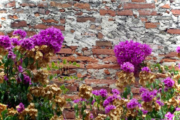 istock Brick wall with purple wildflowers growing 1422731323