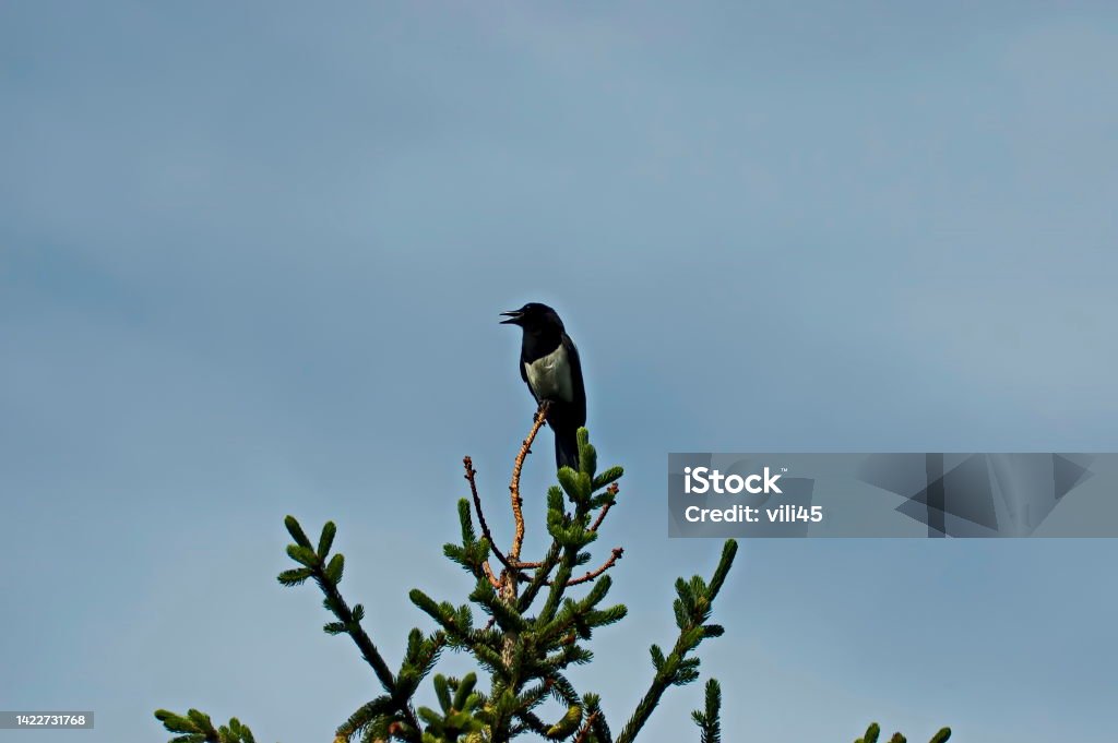 A black crow or Corvus Frugilegus stand on top of a beautiful pine tree in the park and sing A black crow or Corvus Frugilegus stand on top of a beautiful pine tree in the park and sing, Sofia, Bulgaria Animal Stock Photo