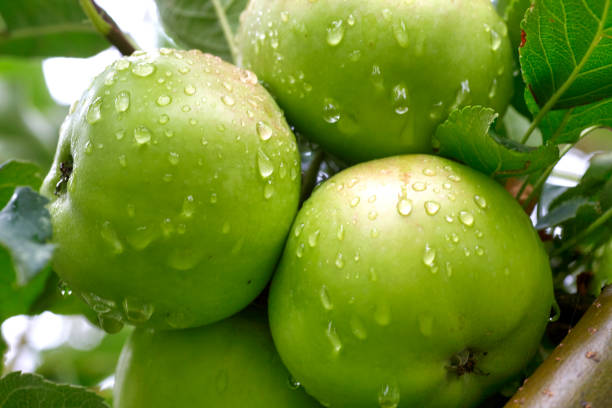 istock Apple tree with green apples close-up in sunlight after rain drops in the wind. 1422733694