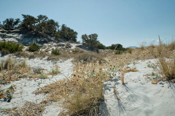 istock Bush on a Wild Beach with Dunes, Italy 1422735396