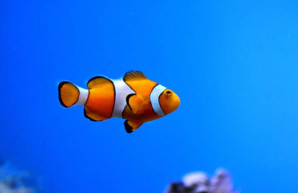 Amphiprion ocellaris Common clownfish anemonefish stock pictures, royalty-free photos & images
