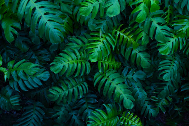 istock creative tropical monstera green leaves 1422737412