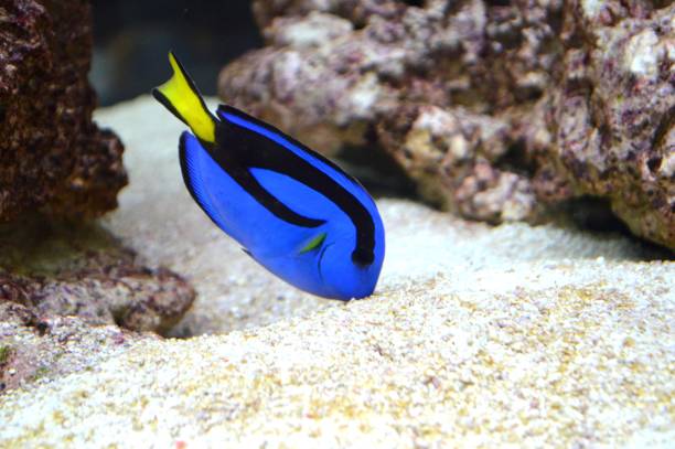 istock Paracanthurus hepatus 1422737717