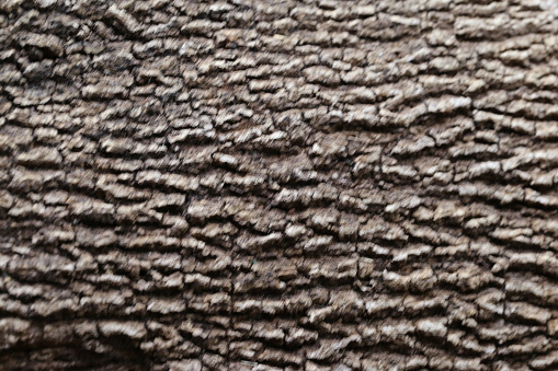 Natural wood pattern, used as a background