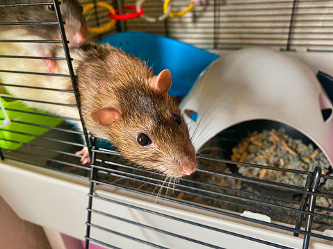 Photograph of a pet rat in a cage