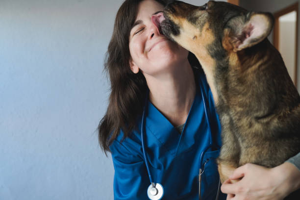 happy stray dog licking vet woman doctor face inside private hospital - focus on veterinarian - veterinary medicine imagens e fotografias de stock