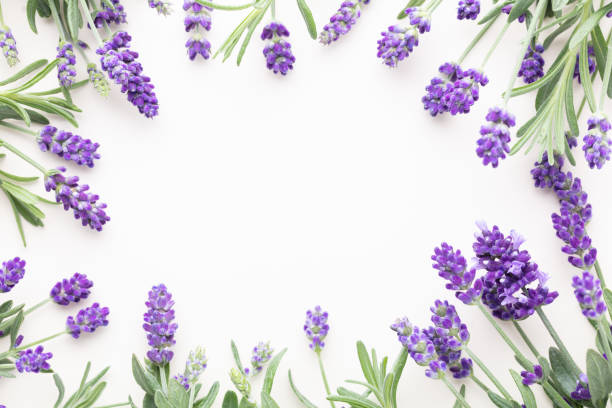 istock Flowers composition, frame made of lavender flowers on pastel background. 1422746980