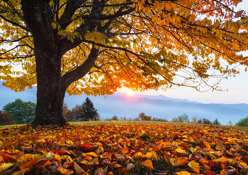 Sunny autumn. There is a lonely lush tree on the lawn covered with orange leaves through which the sun rays are shining. Rural scenery with mountains, forests and fields. Natural landscape.