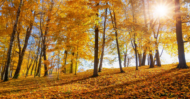 istock Autumn fall trees with  warm sunlight with big trees in the forest at Autumn fall foliage at Autumn season colorful evening scene 1422750295