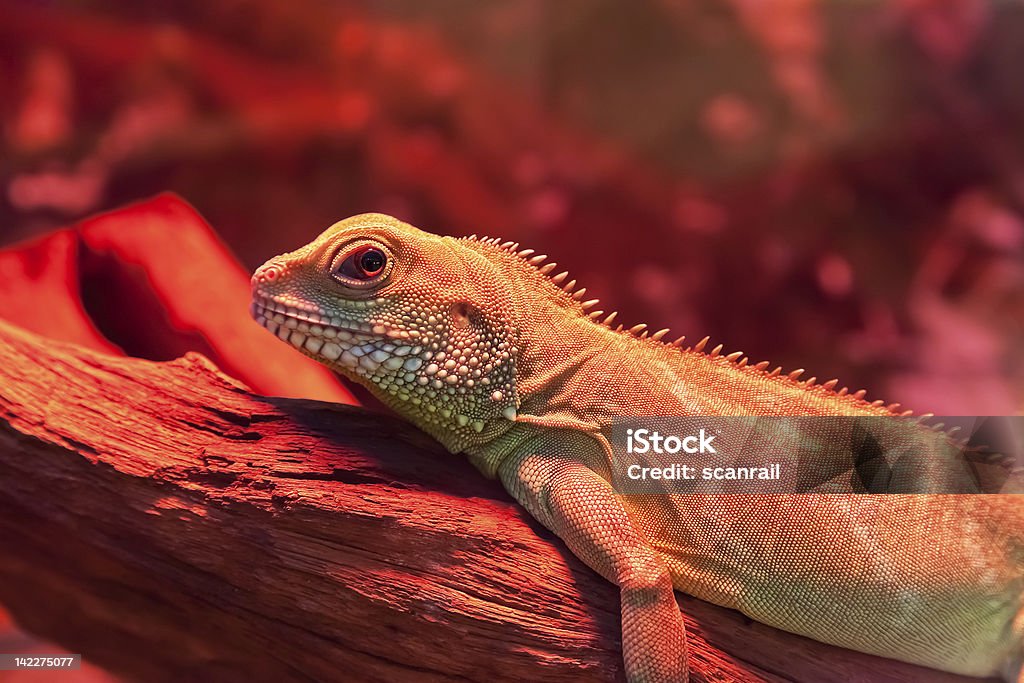 Macro shot of goanna - Foto de stock de Amarillo - Color libre de derechos