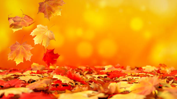 가을 낙엽 배경 - autumn leaf nature november 뉴스 사진 이미지